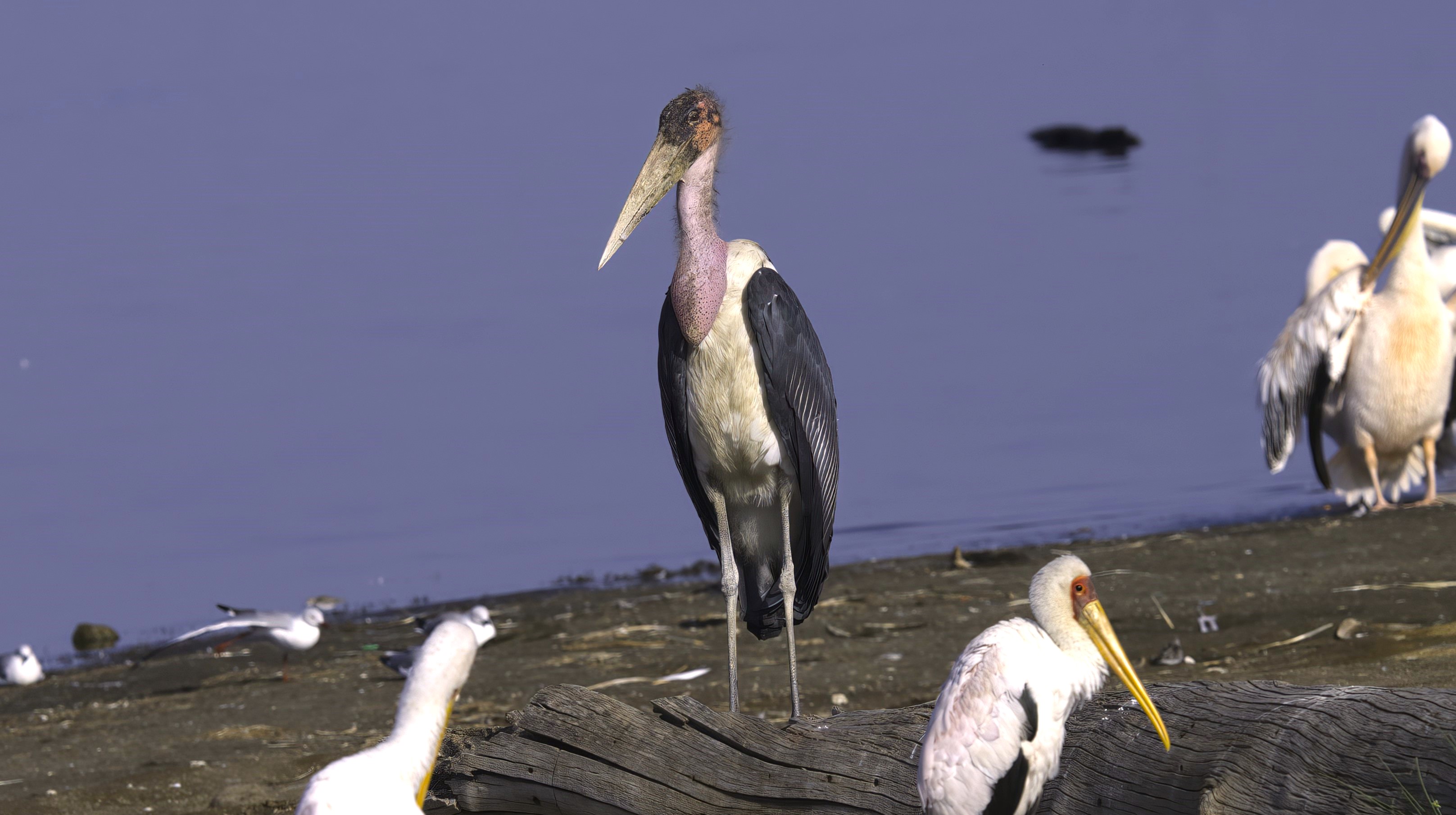 Marabou Stork